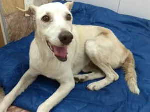 Cachorro raça Vira-lata idade 6 ou mais anos nome Senhor