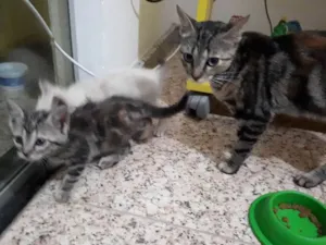 Gato raça não sei idade  nome sem nome