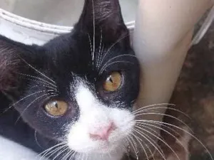 Gato raça Vira-lata idade 2 a 6 meses nome Íris, Rick,pit, rony