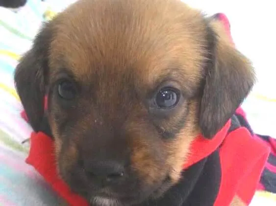 Cachorro ra a Srd idade Abaixo de 2 meses nome ATENA