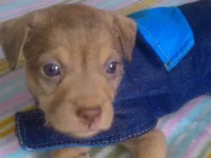 Cachorro raça Srd idade Abaixo de 2 meses nome Ayron