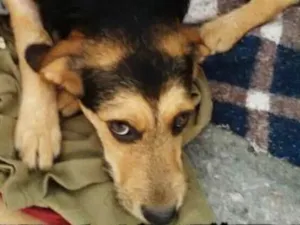 Cachorro raça Não definida idade 2 a 6 meses nome Pérola