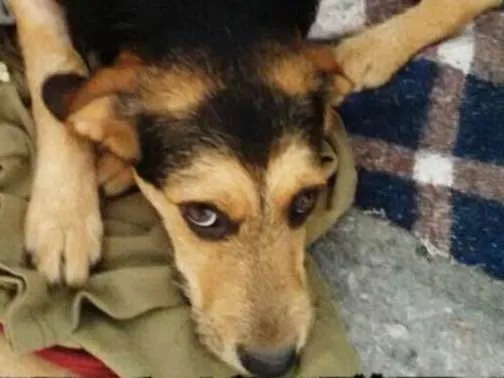 Cachorro ra a Não definida idade 2 a 6 meses nome Pérola
