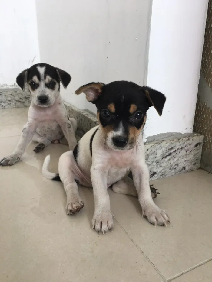 Cachorro raça Vira lata idade Abaixo de 2 meses nome Sem nome
