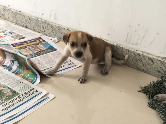 Cachorro raça Vira lata idade Abaixo de 2 meses nome Sem nome