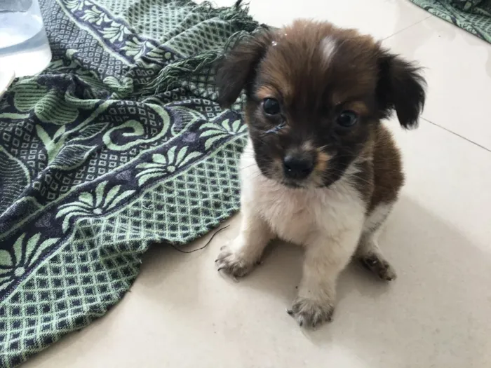 Cachorro raça Vira lata idade Abaixo de 2 meses nome Sem nome