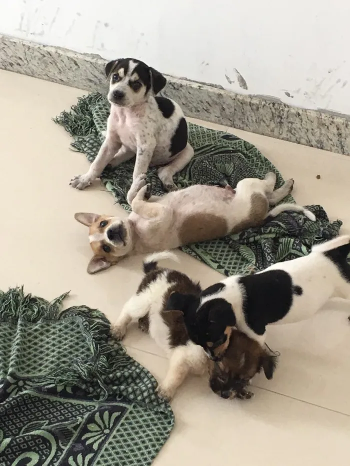 Cachorro raça Vira lata idade Abaixo de 2 meses nome Sem nome