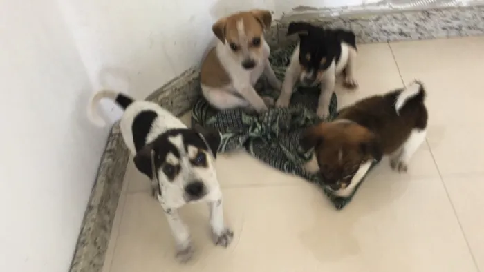 Cachorro raça Vira lata idade Abaixo de 2 meses nome Sem nome