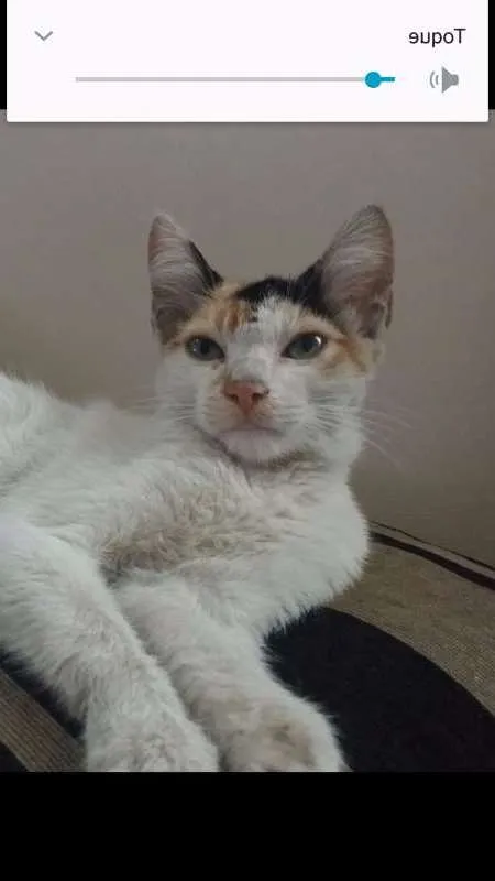 Gato raça Sem raça definida idade Abaixo de 2 meses nome Sem nome