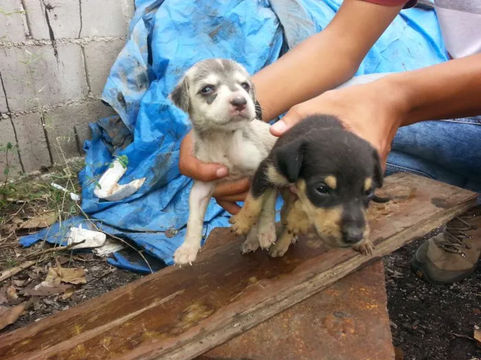 Cachorro raça VIRALATA TUDO DE BOM idade Abaixo de 2 meses nome FILHOTES