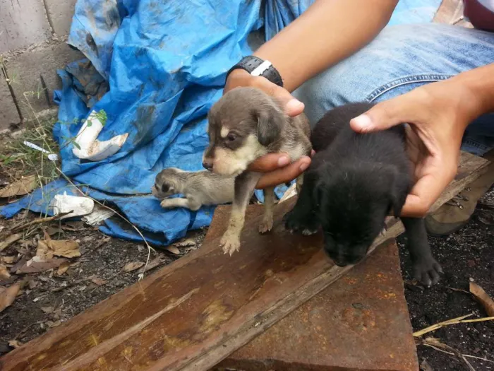 Cachorro raça VIRALATA TUDO DE BOM idade Abaixo de 2 meses nome FILHOTES