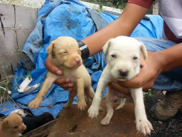 Cachorro raça VIRALATA TUDO DE BOM idade Abaixo de 2 meses nome FILHOTES