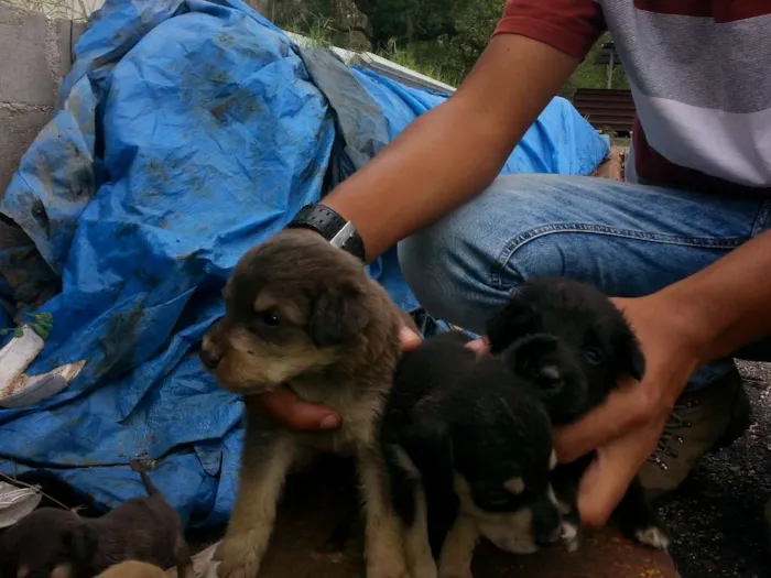 Cachorro raça VIRALATA TUDO DE BOM idade Abaixo de 2 meses nome FILHOTES