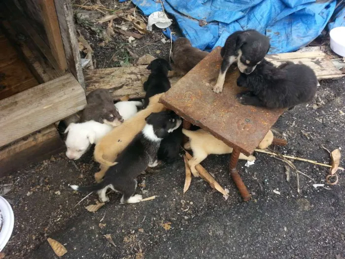 Cachorro raça VIRALATA TUDO DE BOM idade Abaixo de 2 meses nome FILHOTES