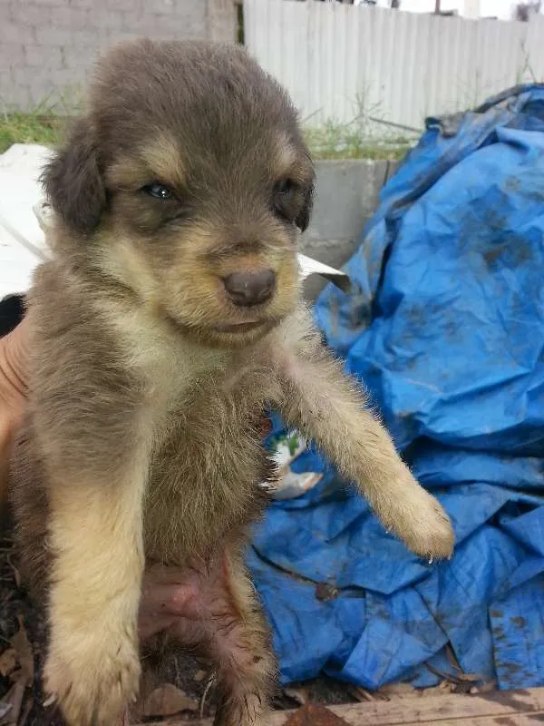 Cachorro raça VIRALATA TUDO DE BOM idade Abaixo de 2 meses nome FILHOTES