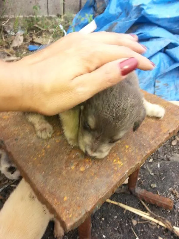 Cachorro raça VIRALATA TUDO DE BOM idade Abaixo de 2 meses nome FILHOTES