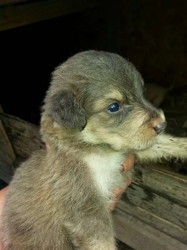 Cachorro raça VIRALATA TUDO DE BOM idade Abaixo de 2 meses nome FILHOTES