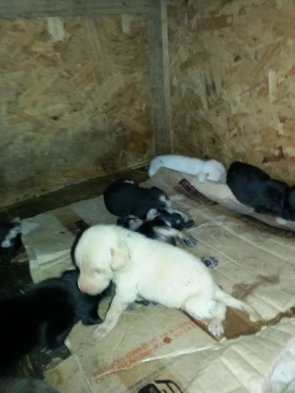 Cachorro raça VIRALATA TUDO DE BOM idade Abaixo de 2 meses nome FILHOTES
