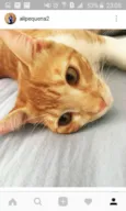 CHICO