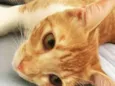 CHICO