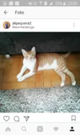 CHICO
