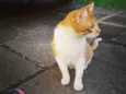 CHICO