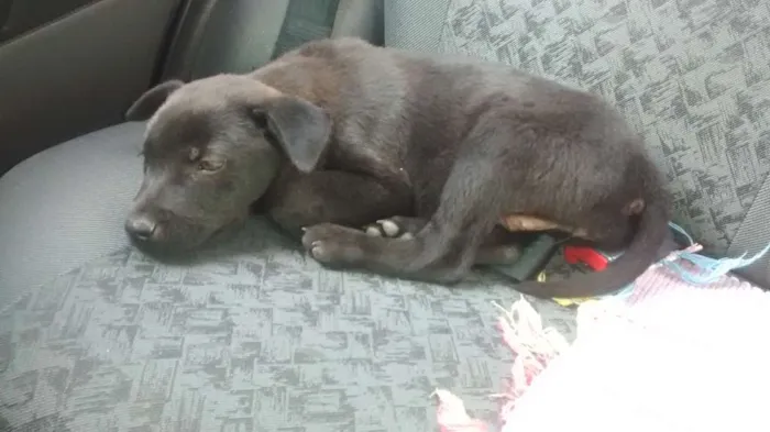 Cachorro raça  idade  nome sem nome