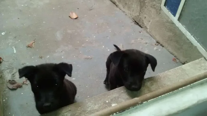 Cachorro raça  idade  nome sem nome