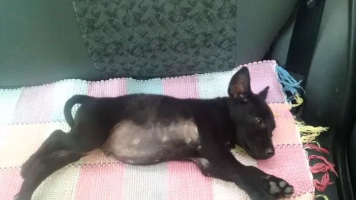 Cachorro raça  idade  nome sem nome