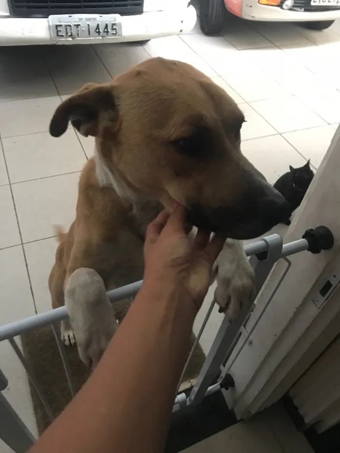 Cachorro ra a  idade  nome Charlote 