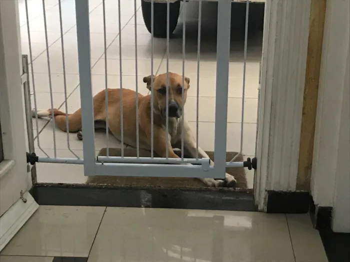 Cachorro ra a  idade  nome Charlote 