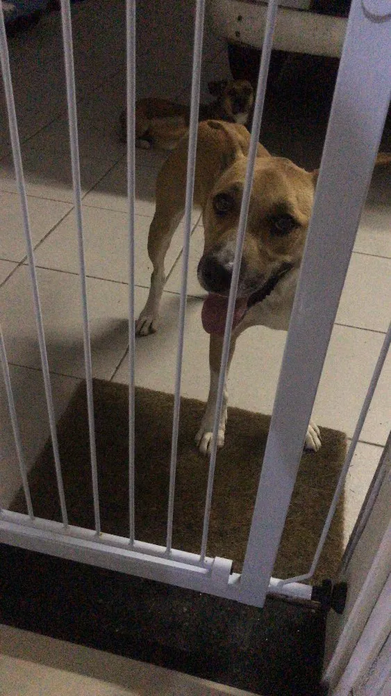Cachorro ra a  idade  nome Charlote 