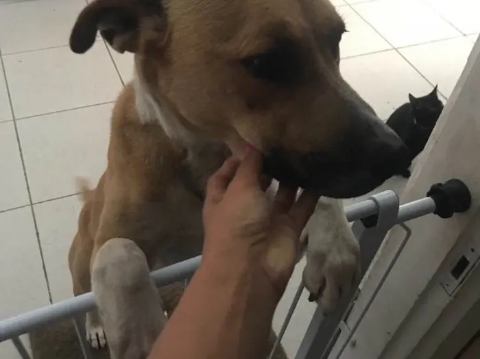 Cachorro ra a  idade  nome Charlote 