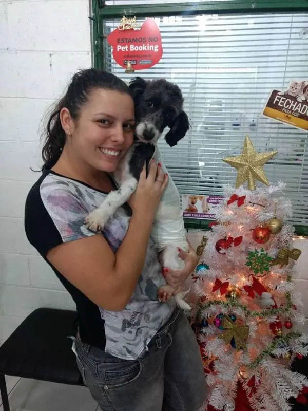 Cachorro ra a SRD idade 3 anos nome Flor