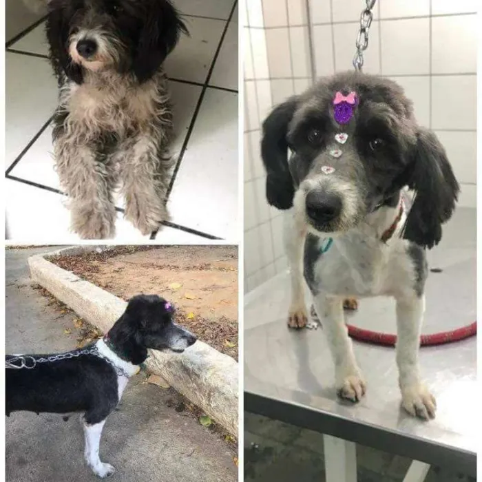 Cachorro ra a SRD idade 3 anos nome Flor