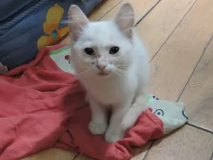 Gato raça sem raça idade 2 a 6 meses nome sem nome