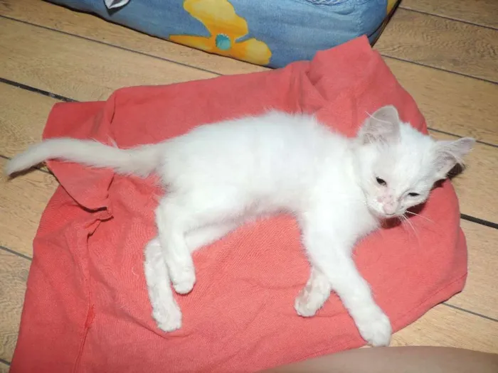 Gato ra a sem raça idade 2 a 6 meses nome sem nome