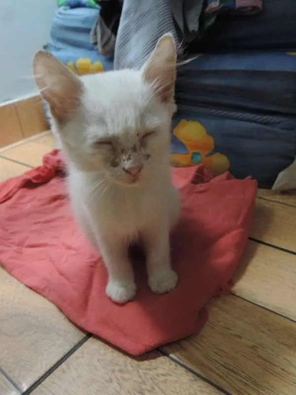 Gato ra a sem raça idade 2 a 6 meses nome sem nome