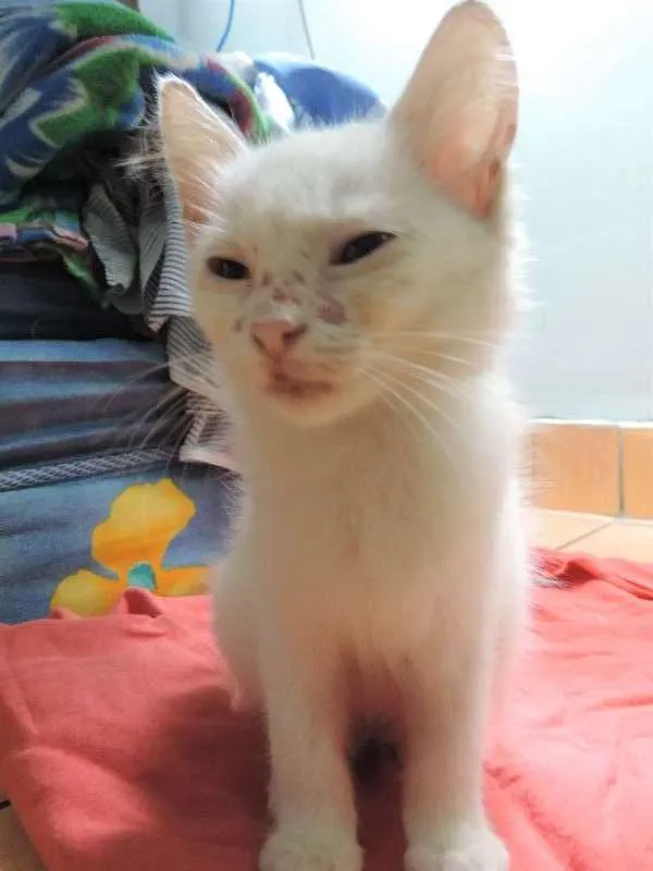 Gato ra a sem raça idade 2 a 6 meses nome sem nome