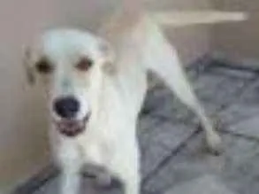 Cachorro raça Labrador idade 2 anos nome Bily