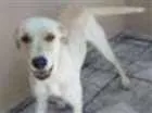 Cachorro raça Labrador idade 2 anos nome Bily