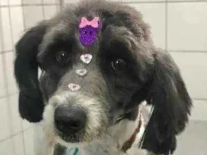 Cachorro raça SRD idade 3 anos nome Flor