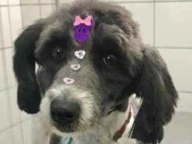 Cachorro ra a SRD idade 3 anos nome Flor