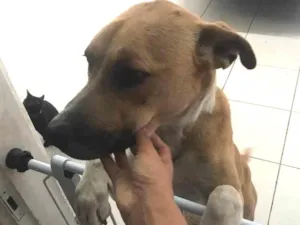 Cachorro raça  idade  nome Charlote 