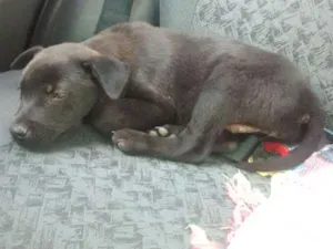 Cachorro raça  idade  nome sem nome