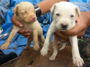 Cachorro raça VIRALATA TUDO DE BOM idade Abaixo de 2 meses nome FILHOTES
