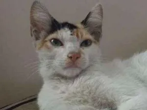 Gato raça Sem raça definida idade Abaixo de 2 meses nome Sem nome