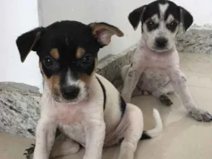 Cachorro raça Vira lata idade Abaixo de 2 meses nome Sem nome