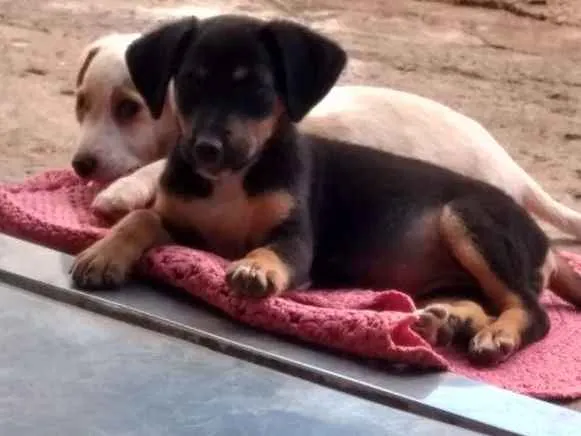 Cachorro raça Sem raça definida idade 2 a 6 meses nome Lolla e Mel