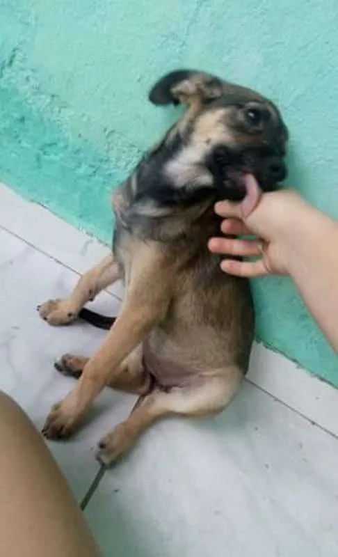 Cachorro raça indefinida idade 2 a 6 meses nome FILHOTES